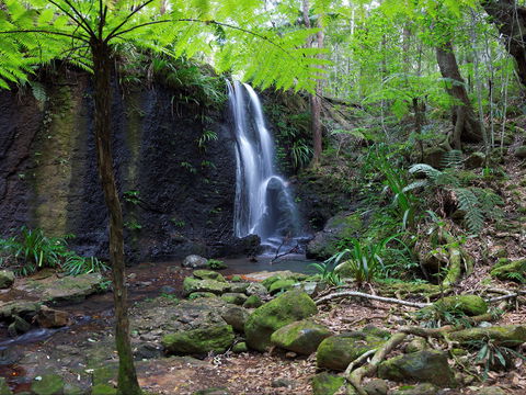 Gold Coast Hinterland Great Walk - Attractions Sydney 1