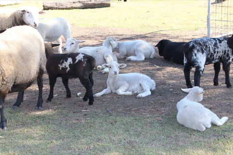 Haigslea EWE Nique Hobby Farm - Attractions Sydney 1
