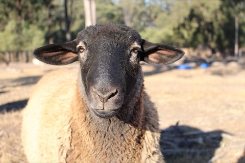 Haigslea EWE Nique Hobby Farm - Attractions Sydney 2