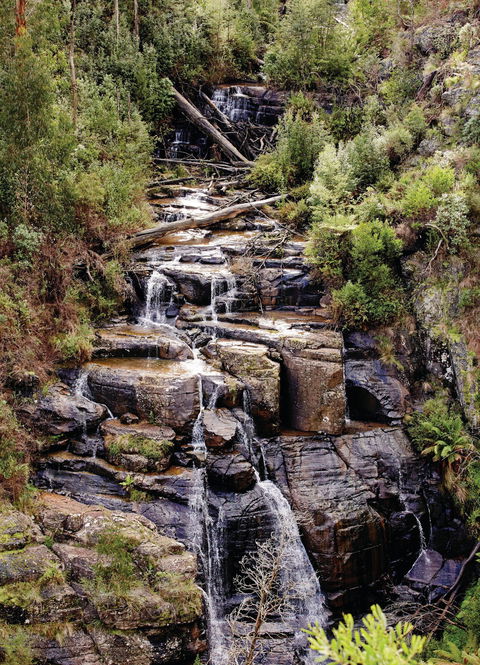 Kinglake National Park - Attractions Sydney 1