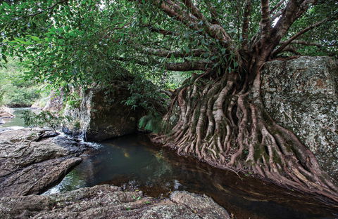 Misty Mountains Wilderness Tracks - Attractions Sydney 0