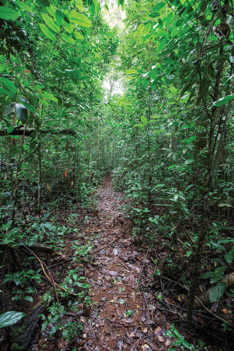Misty Mountains Wilderness Tracks - Attractions Sydney 1