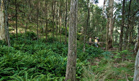 Nature Walking Track - Attractions Sydney 0