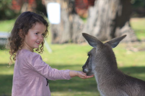 Potoroo Palace Native Animal Sanctuary - Attractions Sydney 1