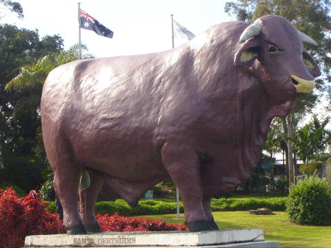 Rockhampton Bull Statues - Attractions Sydney 1
