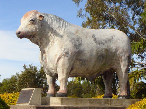 Rockhampton Bull Statues - Attractions Sydney 2