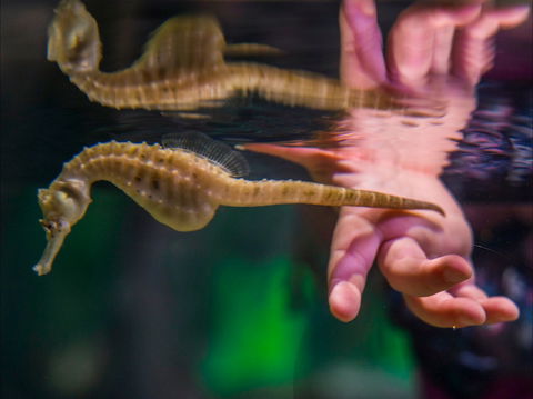 Seahorse World - Attractions Sydney 0