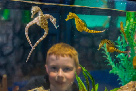 Seahorse World - Attractions Sydney 2