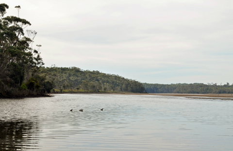 Tabourie Lake - Attractions Sydney 0