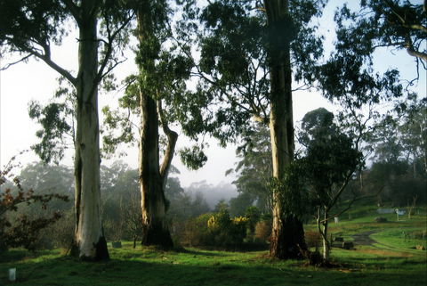 Tasmanian Arboretum Inc. - The - Attractions Sydney 1