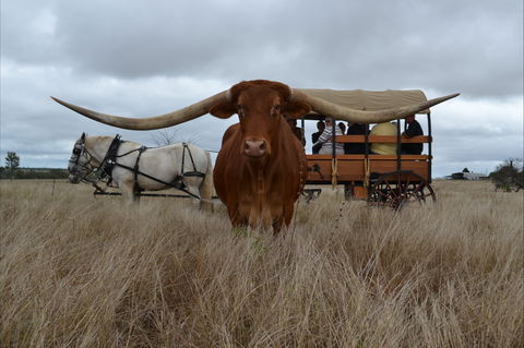 Texas Longhorn Tours - Attractions Sydney 0
