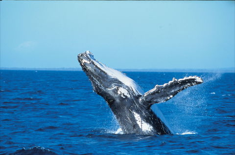 Whale Watching On Keswick Island - Attractions Sydney 0