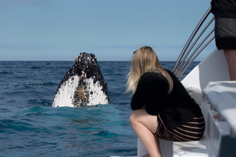 Whale Watching - Attractions Sydney 1