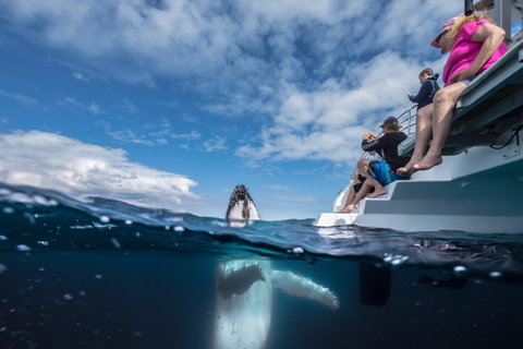 Whale Watching - Attractions Sydney 2