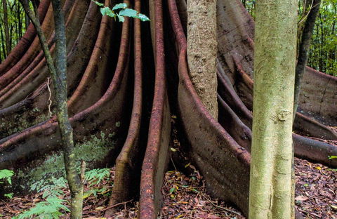 Wingham Brush Nature Reserve - Attractions Sydney 0