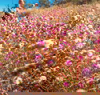 Wineries and Wildflowers - Attractions Sydney