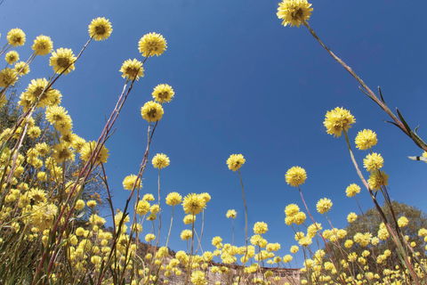 Wineries And Wildflowers - Attractions Sydney 2