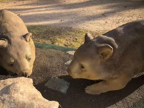Wombat Statues, Moonta - Attractions Sydney 1