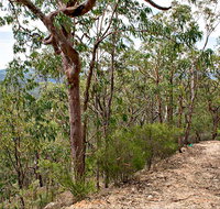 Yango Walking Track - Attractions Sydney