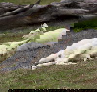 Yarra Valley Nocturnal Zoo - Attractions Sydney