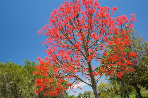 Ashby - Attractions Sydney 1