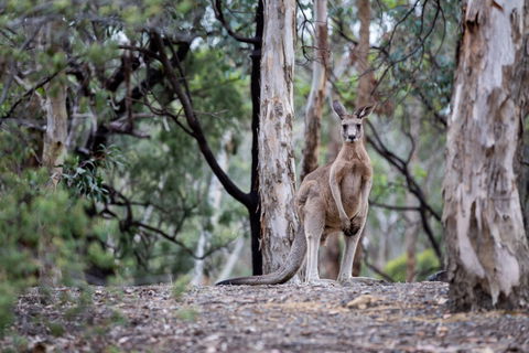 Currawong Bush Park - Attractions Sydney 1