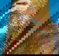 Deniliquin Water Tower Mural - Attractions Sydney