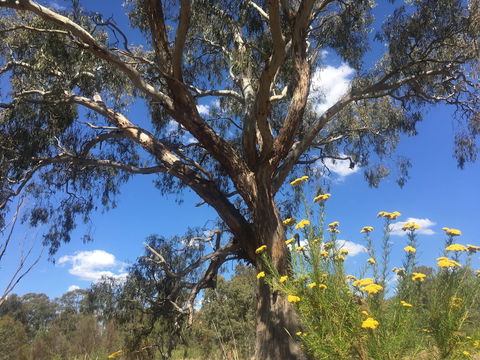 Euroa Arboretum - Attractions Sydney 0