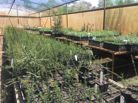 Euroa Arboretum - Attractions Sydney 1
