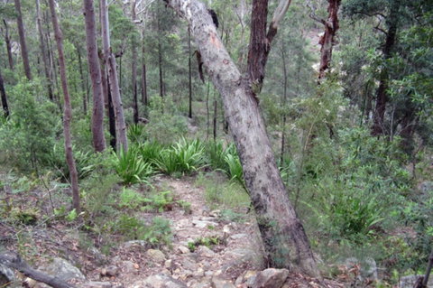 Frere's Crossing Bushwalk - Attractions Sydney 2