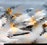 Gannets in Portland - Attractions Sydney