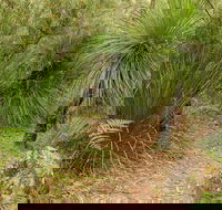 Grass Tree Circuit - Attractions Sydney