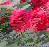 Lismore Community Gardens - Attractions Sydney