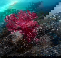 Luncheon Bay Dive Site - Attractions Sydney