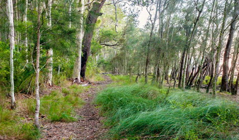 Meroo Lake Walking Track - Attractions Sydney 0