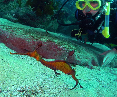 Merimbula Divers Lodge - Attractions Sydney 2