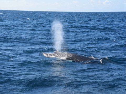 Minyama - Attractions Sydney 0