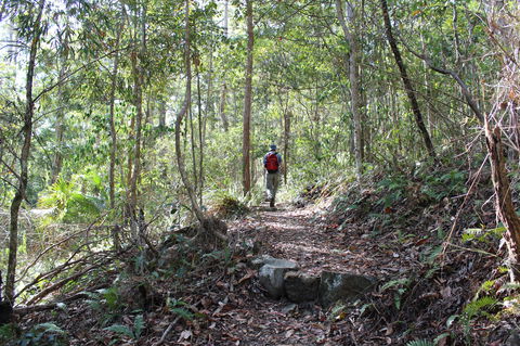 Morelia Walking Track, D'Aguilar National Park - Attractions Sydney 1