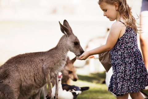 Oakvale Wildlife Park - Attractions Sydney 1