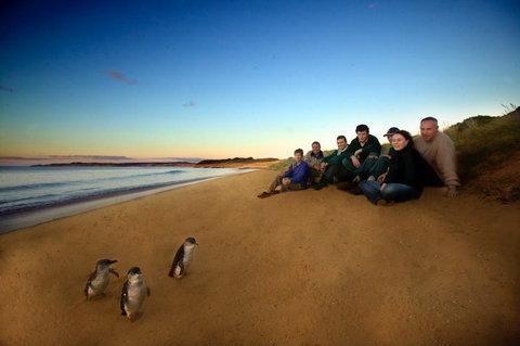 Phillip Island - Attractions Sydney 2
