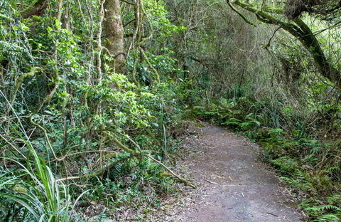 Rainforest Walking Track, Roberston Nature Reserve - Attractions Sydney 0