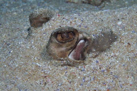Shelving Beach Dive Site - Attractions Sydney 1
