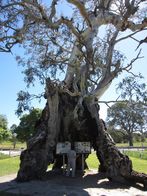 The Herbig Family Tree - Attractions Sydney 0