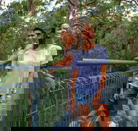 Valley of the Giants Tree Top Walk - Attractions Sydney