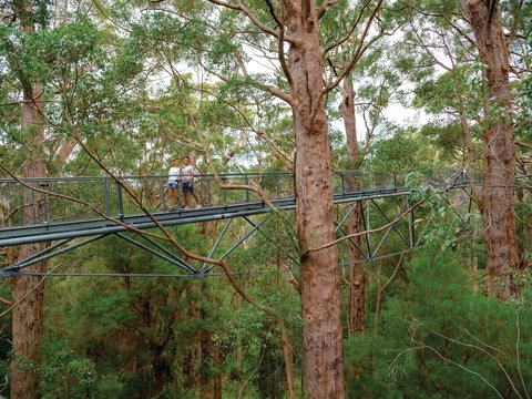 Valley Of The Giants Tree Top Walk - Attractions Sydney 1