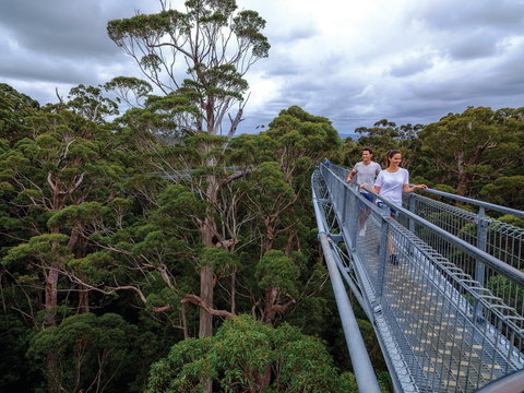 Valley Of The Giants Tree Top Walk - Attractions Sydney 2