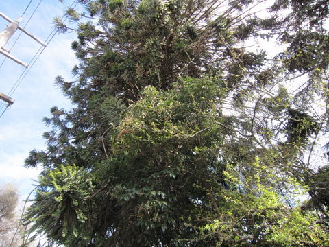Wangaratta's Significant Trees Walks - Attractions Sydney 2