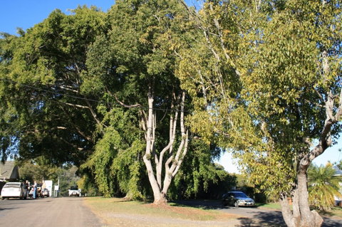Anzac Avenue Memorial Trees, Beerburrum - Attractions Sydney 0