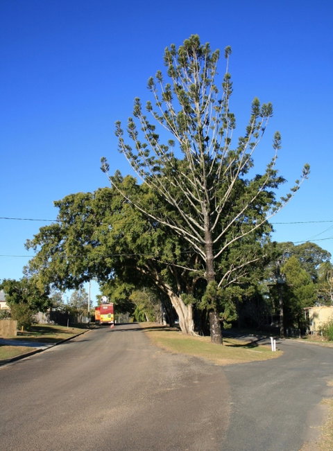 Anzac Avenue Memorial Trees, Beerburrum - Attractions Sydney 1
