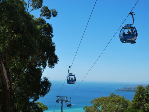 Arthurs Seat Eagle - Attractions Sydney 0